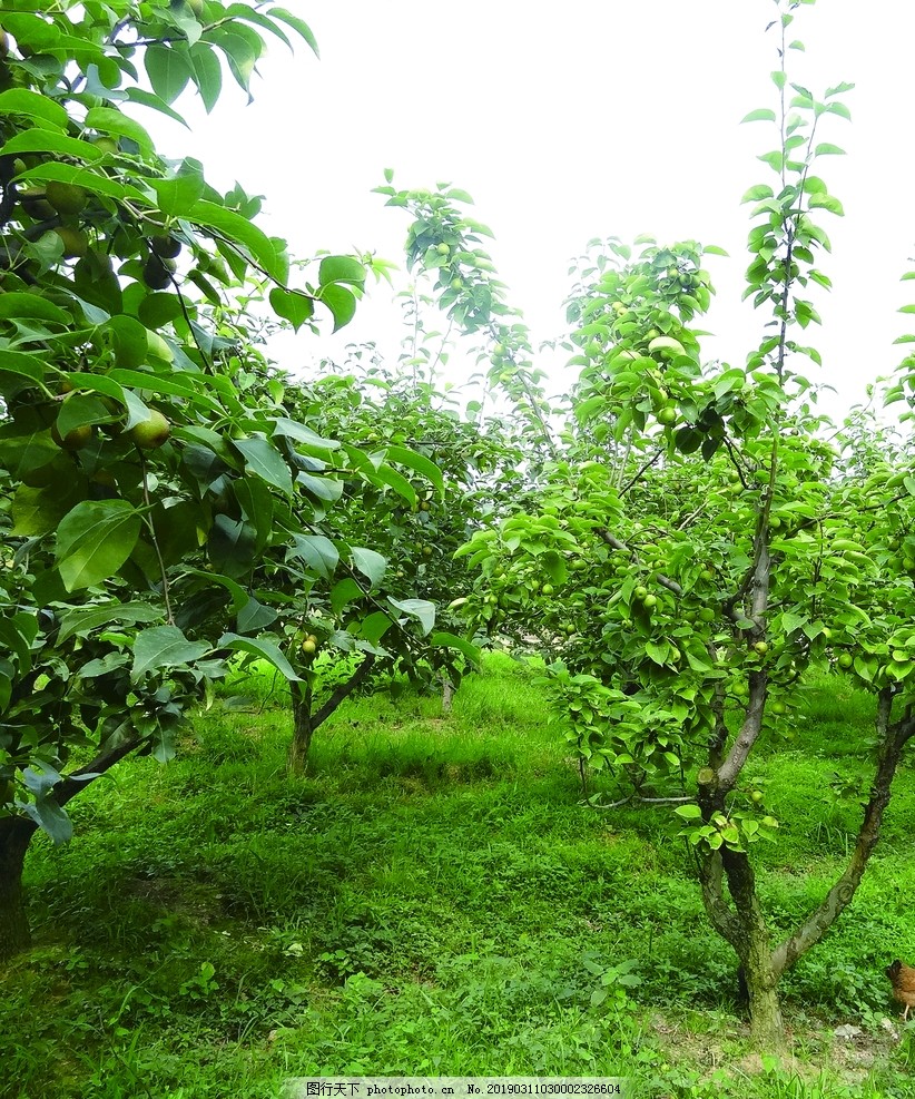 香梨树 香梨树
