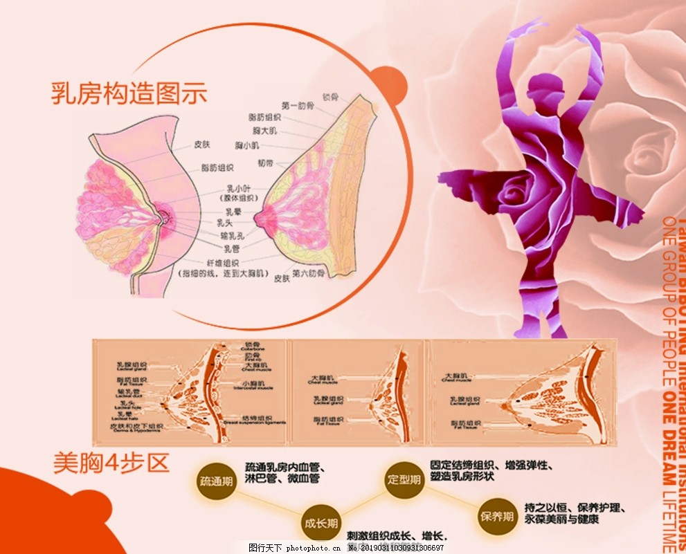 乳房构造 乳房构造