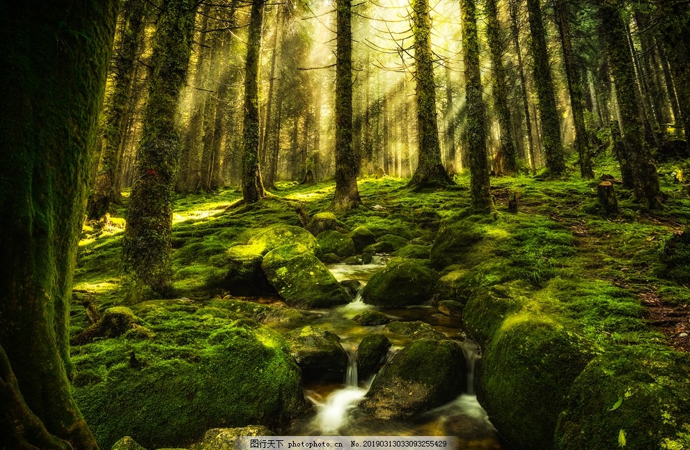 梦幻森林 丛林 树林 热带 雨林 童话 唯美 场景 背景 高清 梦幻森林 丛林 树林 热带 雨林 童话 唯美 场景 背景 高清