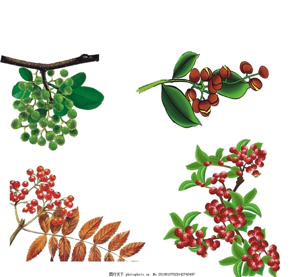 红花椒矢量花椒图片_其他_包装-图行天下素材网