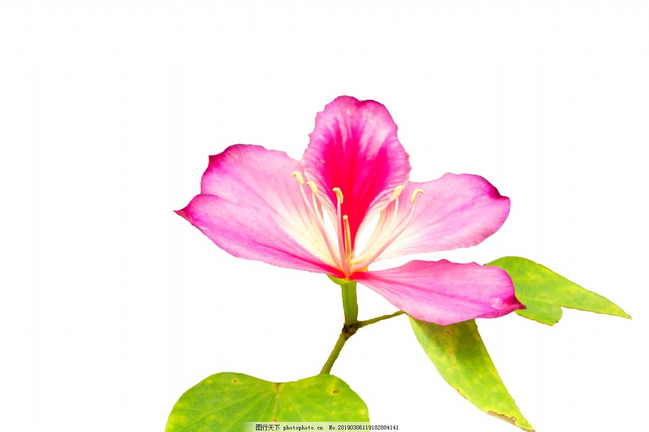 粉色花图片素材-编号16610051-图行天下