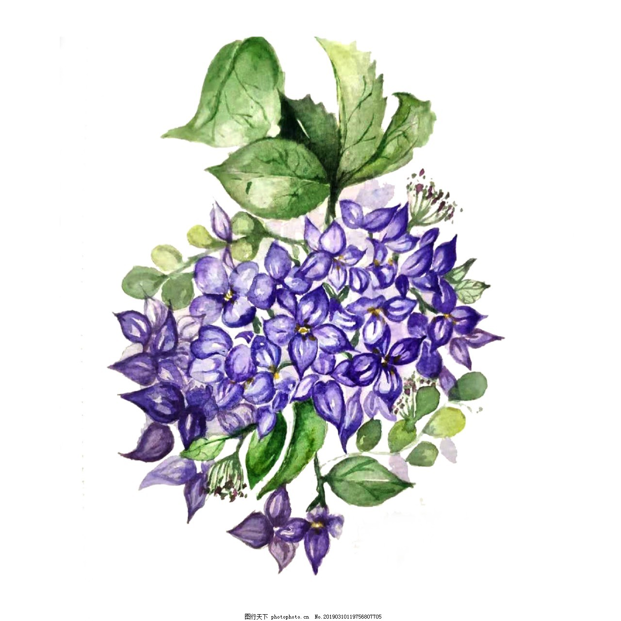 紫色淡雅绣球花紫阳花水彩花卉png图片 装饰图案 设计元素 图行天下素材网