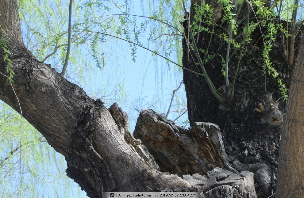 柳树干图片 树木树叶 生物世界 图行天下素材网