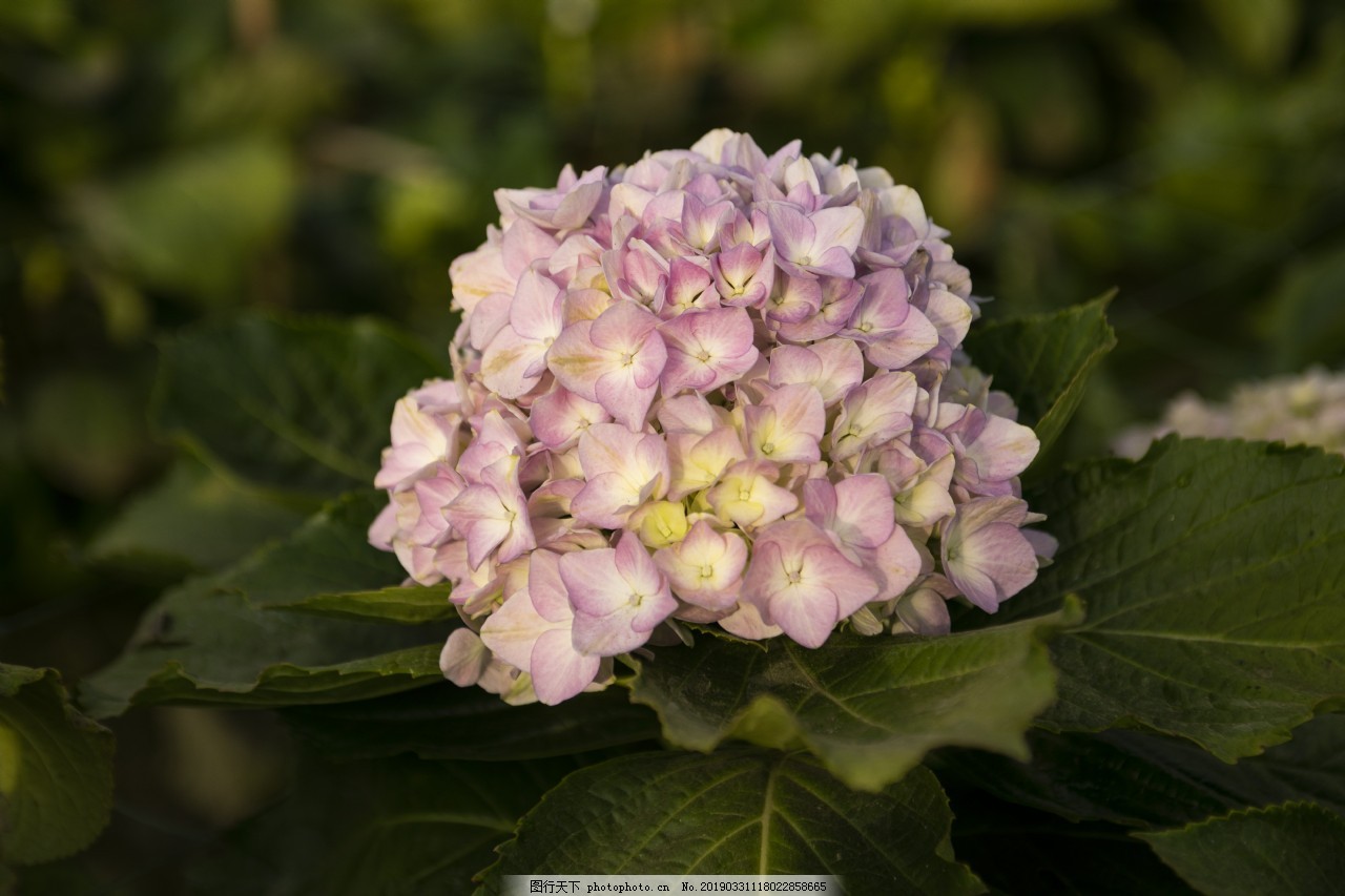 盛开的绣球花紫阳花11图片 Banner背景 底纹边框 图行天下素材网